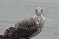 Young black-backed gull Royalty Free Stock Photo