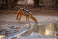 The young black-backed jackal Canis mesomelas is going to drink from the small waterhole in the evening during sunset Royalty Free Stock Photo