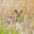 Black-backed Jackal Pup Royalty Free Stock Photo