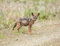 Black-backed Jackal Pup Royalty Free Stock Photo