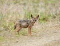 Black-backed Jackal Pup Royalty Free Stock Photo