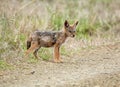 Black-backed Jackal Pup Royalty Free Stock Photo