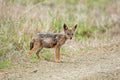 Black-backed Jackal Pup Royalty Free Stock Photo