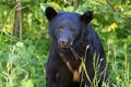 Young black bear Royalty Free Stock Photo