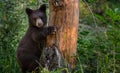 Young Black Bear Clings to Tree
