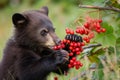 young black bear cub biting into wild berries Royalty Free Stock Photo
