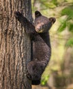 Young black bear cub climbs up tree for safety