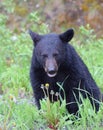 Adorable Black Bear Cub Near Lake Louise, Alberta Royalty Free Stock Photo