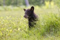 Young black bear cub Royalty Free Stock Photo