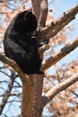 Young Black Bear Cub Sitting on a Branch Royalty Free Stock Photo