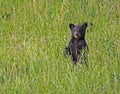 A little Black Bear Cub stands up in a field of green grass. Royalty Free Stock Photo