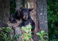 Young black bear cub about to jump Royalty Free Stock Photo