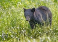 A young Black Bear feeds on green grass. Royalty Free Stock Photo