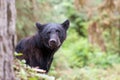 Young black bear Royalty Free Stock Photo
