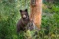 Young Black Bear Peers Around Bare Tree