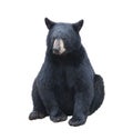 Young black bear sitting