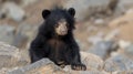 Adorable Asiatic Black Bear Cub Sitting on Rocks Royalty Free Stock Photo