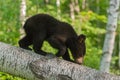 Young Black Bear (Ursus americanus) Climbs Down Branch