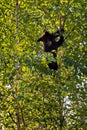 Young Black Bear (Ursus americanus) Looks Down from Thin Tree Tr Royalty Free Stock Photo