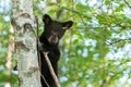 Young Black Bear (Ursus americanus) Looks Down From Tree Royalty Free Stock Photo