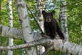 Young Black Bear (Ursus americanus) Looks Out from Tree Branch Royalty Free Stock Photo