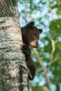 Young Black Bear (Ursus americanus) On Side of Tree Royalty Free Stock Photo