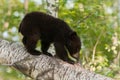 Young Black Bear (Ursus americanus) Sniffs Branch Stub Royalty Free Stock Photo