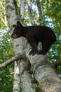 Young Black Bear (Ursus americanus) Stands on Branch Royalty Free Stock Photo