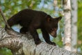Young Black Bear (Ursus americanus) Walks Down Branch Royalty Free Stock Photo