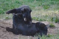 Young Black Bears Tussling In A Meadow