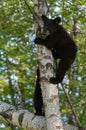 Young Black Bears (Ursus americanus) in Tree Royalty Free Stock Photo