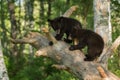 Young Black Bears (Ursus americanus) in Tree