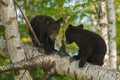 Young Black Bears (Ursus americanus) in Tree Confer Royalty Free Stock Photo