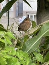 Young black bird lots in the town Royalty Free Stock Photo