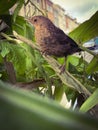 Young black bird lots in the town Royalty Free Stock Photo