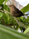 Young black bird lots in the town Royalty Free Stock Photo