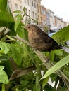 Young black bird lots in the town Royalty Free Stock Photo
