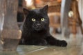 Young black bombay cat with yellow eyes lying on the floor