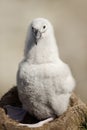 Young Black-browed Albatross chick sitting in its mud cup nest Royalty Free Stock Photo