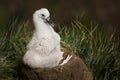 Young Black-browed Albatross chick sitting in its mud cup nest Royalty Free Stock Photo