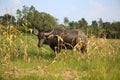 Young black buffalo bull with big ears and sharp horns, a ring and rope in his nose stands on white hooves in a bright green grass Royalty Free Stock Photo