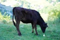 Young black bull eating grass on the mountain