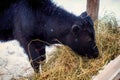 Young black bull eats hay in the paddock. The cow is dark brown on a winter day outdoors. Snow falls on a calf in an open Royalty Free Stock Photo