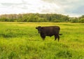 Young black bull grazing on a green meadow, summer before a thunderstorm, rural scene, cattle breeding concept Royalty Free Stock Photo