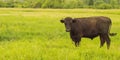 Young black bull grazing on a green meadow, summer before a thunderstorm, rural scene, cattle breeding concept Royalty Free Stock Photo