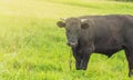 Young black bull grazing on a green meadow, summer before a thunderstorm, rural scene, cattle breeding concept Royalty Free Stock Photo