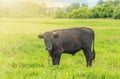 Young black bull grazing on a green meadow, summer before a thunderstorm, rural scene, cattle breeding concept Royalty Free Stock Photo