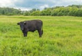 Young black bull grazing on a green meadow, summer before a thunderstorm, rural scene, cattle breeding concept Royalty Free Stock Photo