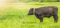 Young black bull grazing on a green meadow, summer before a thunderstorm, rural scene, cattle breeding concept Royalty Free Stock Photo