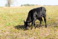 Young black calf grazing in the pasture Royalty Free Stock Photo